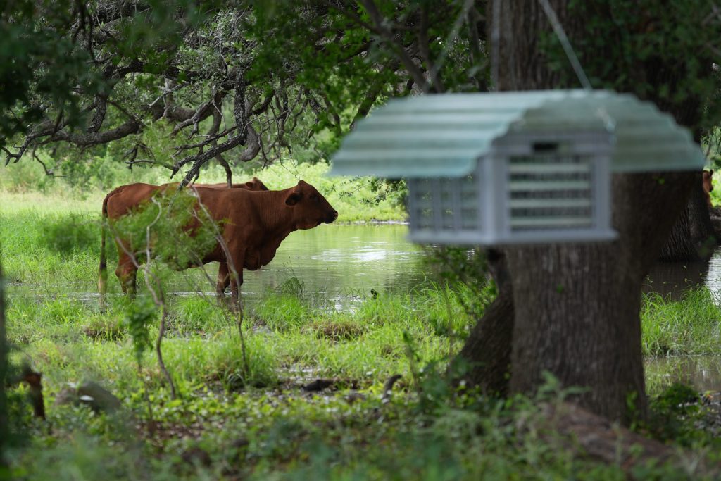 Pennsylvania issues quarantine amid rising risk of screwworm